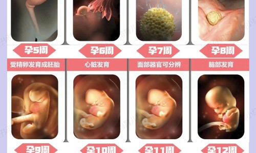 心脏前降支和后降支区别网心脏前降支狭窄严重吗知识网站,分享心脏前降支近段狭窄70%严重吗大全